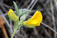 Argyrolobium zanonii Argyrolobium zanonii